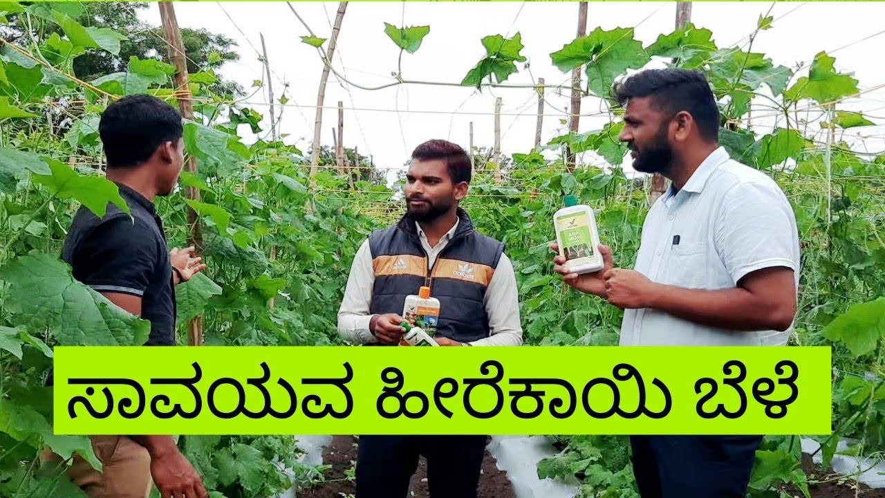 ಸಾವಯವ ಹೀರೆಕಾಯಿ ಬೆಳೆ | Vestige Kannada 
