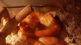 Watch Belenus catch and eat a mouse!