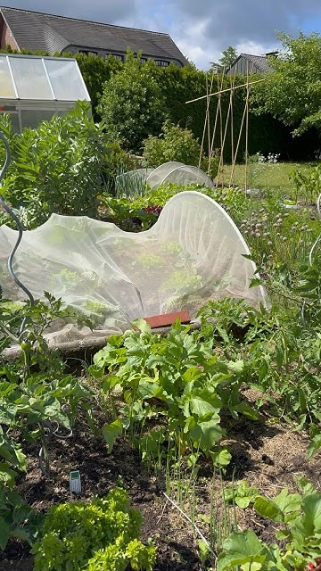 Gemüsegarten im Juni 🥬🥕🥦🌽 YouTube