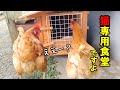 猫のエサをつまみ食いするので立入禁止令を出されてしまったニワトリ【鶏飼育】#78