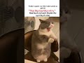 samjhe Naa #cat #catmemes #funny #aesthetic #tweettweet