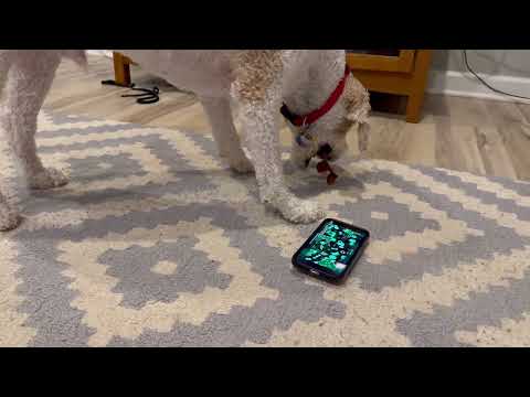 my dog building gd level (yes this is for a bit)