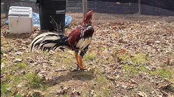 kho cooj qaib | tu qaib nyob sab qaum teb| ไก่ชน | Pakoi | Ganoi | Shamo | Aseel |