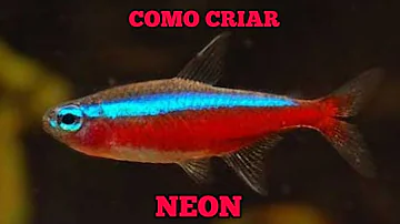 Como criar peixes Neon?