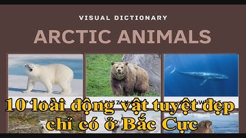 10 loài động vật tuyệt đẹp chỉ có ở Bắc Cực