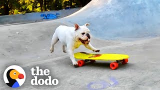 Bulldog Brothers Eat Sleep And Breathe Skateboarding | The Dodo