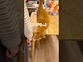 手が欲しい猫。
