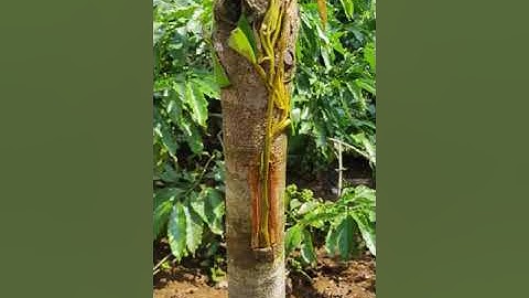 Ghép cải tạo sầu riêng hơn 1 tháng . đếm cây và tính tiền. lh 0934033003. cukuin . daklak