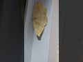 MARIPOSA HOJA