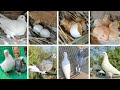 Baby Pigeon Development Growing Video 1 Day To 30 Days || NT Pigeons Youtube || 2023