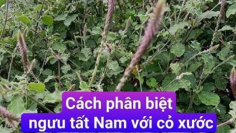 Cách phân biệt ngưu tất Nam (chữa các bệnh về gan thận, xương khớp) với cỏ xước.