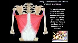 Anatomy Of The Latissimus Dorsi Muscle - Everything You Need To Know - Dr. Nabil Ebraheim