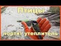 Птицы портят утеплитель и мембрану