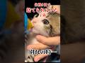 緊急保護した子猫のミルク事情 #shorts #保護猫 #捨て猫 #子猫 #catlover #kitten