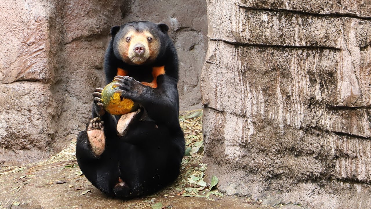 マレーグマにカボチャのプレゼント 天王寺動物園 Youtube