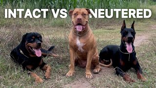 Why I Neutered 2 of My 3 Guardian Dogs & Kept 1 Intact - Do I Regret It?