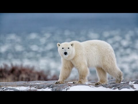 Международный день Белого медведя отмечают сегодня