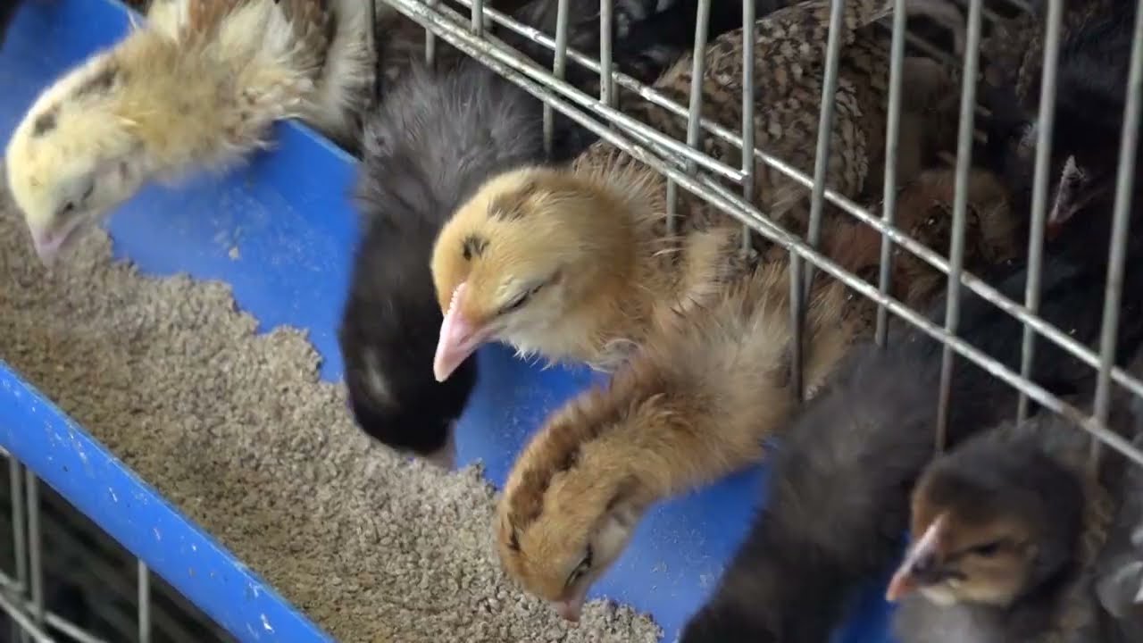 FAHAMU NAMNA BORA YA KULEA VIFARANGA VYA KUKU