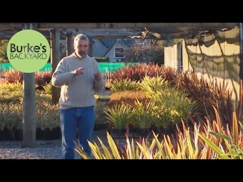 Wideo: Dbanie o nowozelandzkie rośliny lnu - jak uprawiać nowozelandzkie rośliny lnu