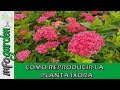 Como reproducir Y Fertilizar la planta IXORA