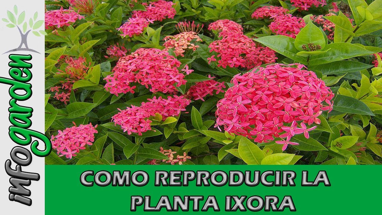 Como reproducir Y Fertilizar la planta IXORA - thptnganamst.edu.vn