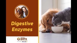The Supplement Most Needed by Your Pet