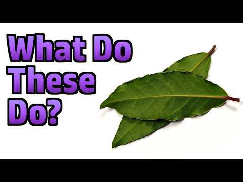 Random Stuff - Bay Leaves, Spain, Soup, Crow Garlic, Comment Positivity, Tech Tinkering