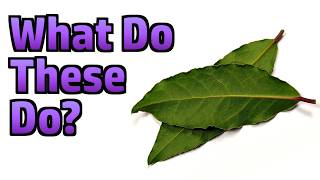 Random Stuff - Bay Leaves, Spain, Soup, Crow Garlic, Comment Positivity, Tech Tinkering