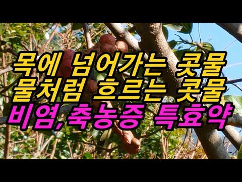 끈적한 콧물 한방 약초! 막힌 코를 뚫어주고 콧물이 물처럼 흐르는 것을 멈추게 하는 약나무