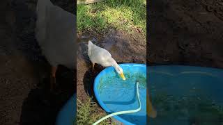 Bread is bad for ducks!!! #shorts Bread is bad for ducks!!! #shorts