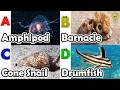 Amazing sea animals | ABC Sea Animals song | English and Animals for Kids | Alphabets Kids Song