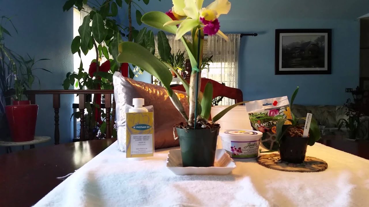 Orchids and Orchid Supplies Haul YouTube
