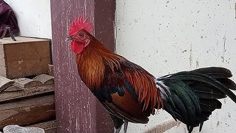 qaib txuam tom 3 ໄກ່ F3ຂັນກະປະມານນີ້