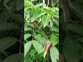 Pohon Lengkeng Berbuah #satisfying #gardening #fruit