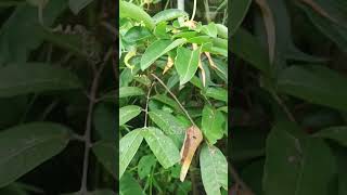 Pohon Lengkeng Berbuah #satisfying #gardening #fruit