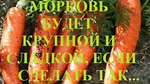 Чем подкормить морковь в августе, чтобы она была крупная и сладкая?