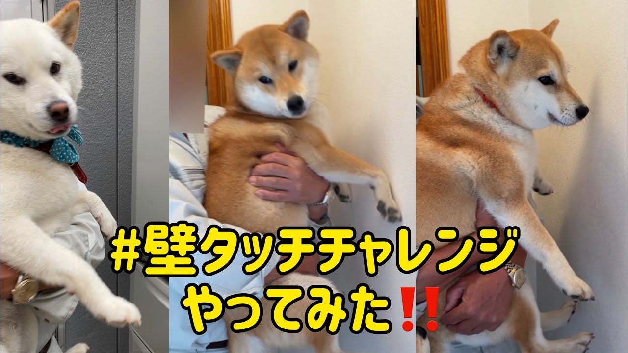 壁タッチチャレンジは全く関係ない柴犬長女優勝wwwwww Youtube