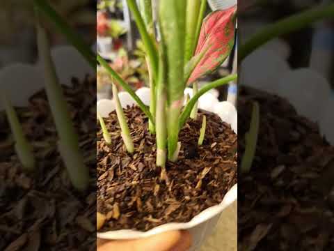 Video: Stands For Houseplants: Cara Menggunakan Stand Tanaman Indoor Secara Efektif