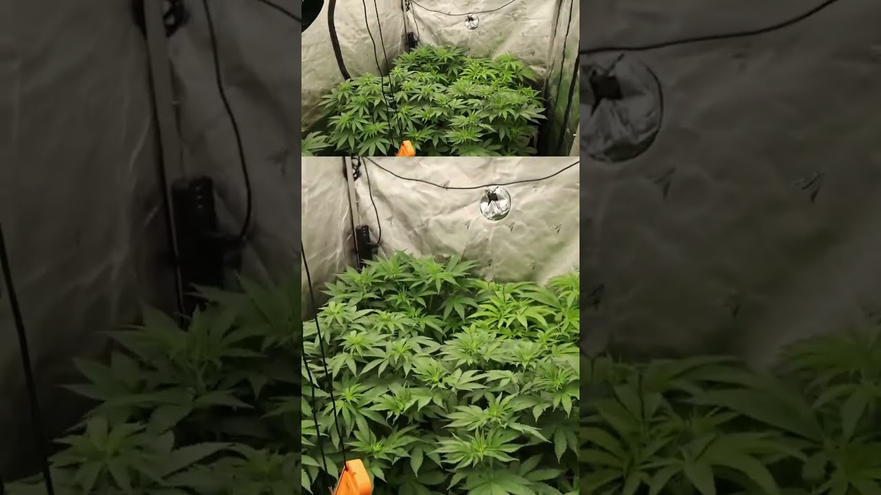 Tray2grow Vs Geopots Autopots / Cronk / ACinfinity 4x8