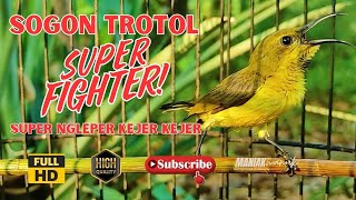 SOGON TROTOL GACOR NGLEPER PANCINGAN SOGON IJOAN AGAR BUNYI #25