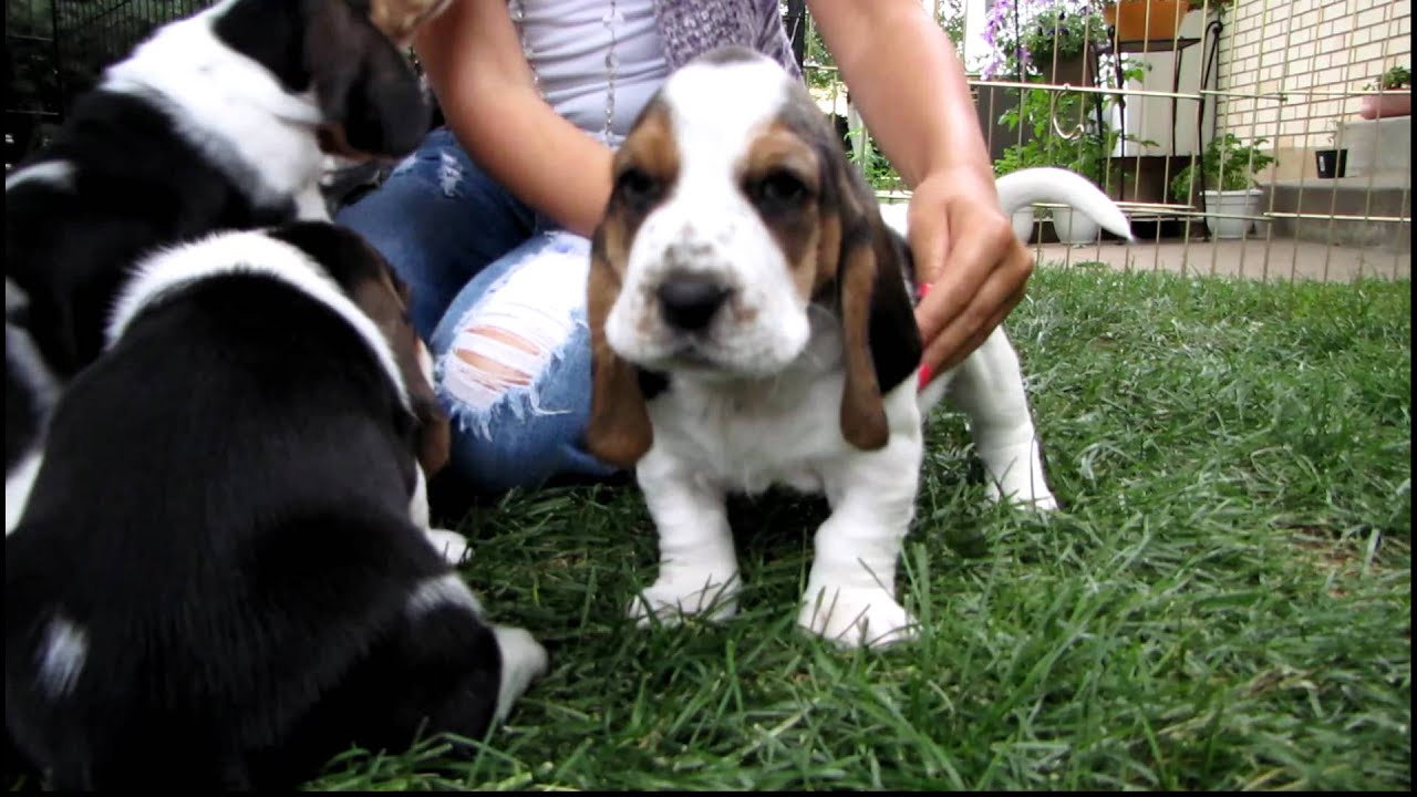 Basset Hound Puppies in HD! - 4 weeks 