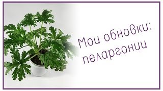 Мои обновки: пеларгонии Мои обновки: пеларгонии