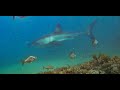 Great white encounter while spearfishing off western cape south africa