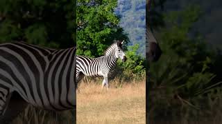 Cool zebra
