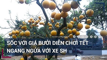 Sốc với giá bưởi diễn chơi Tết ngang ngửa với xe SH | VTC Tin mới