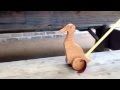 Flappy Duck Push Toy Flappy Duck Push Toy