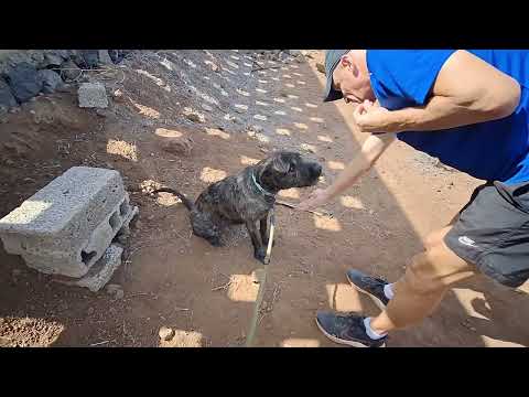 Rex video