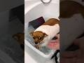 DIY Hydrotherapy Hack #goodtoknow #vet #medicine #funfacts #lifehacks #educational #petcare #hacks