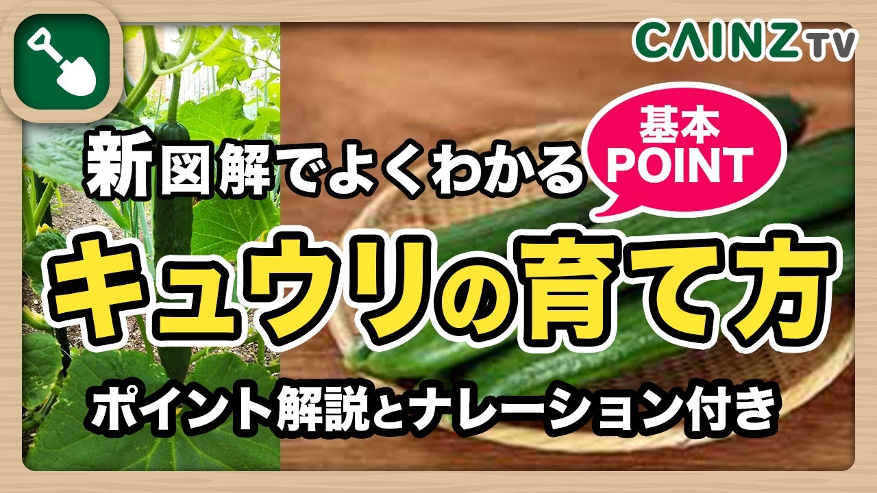 キュウリの育て方 きゅうり栽培 家庭菜園初心者向け図解 Youtube