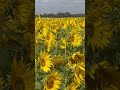 A golden sea of sunflowers in England 💛